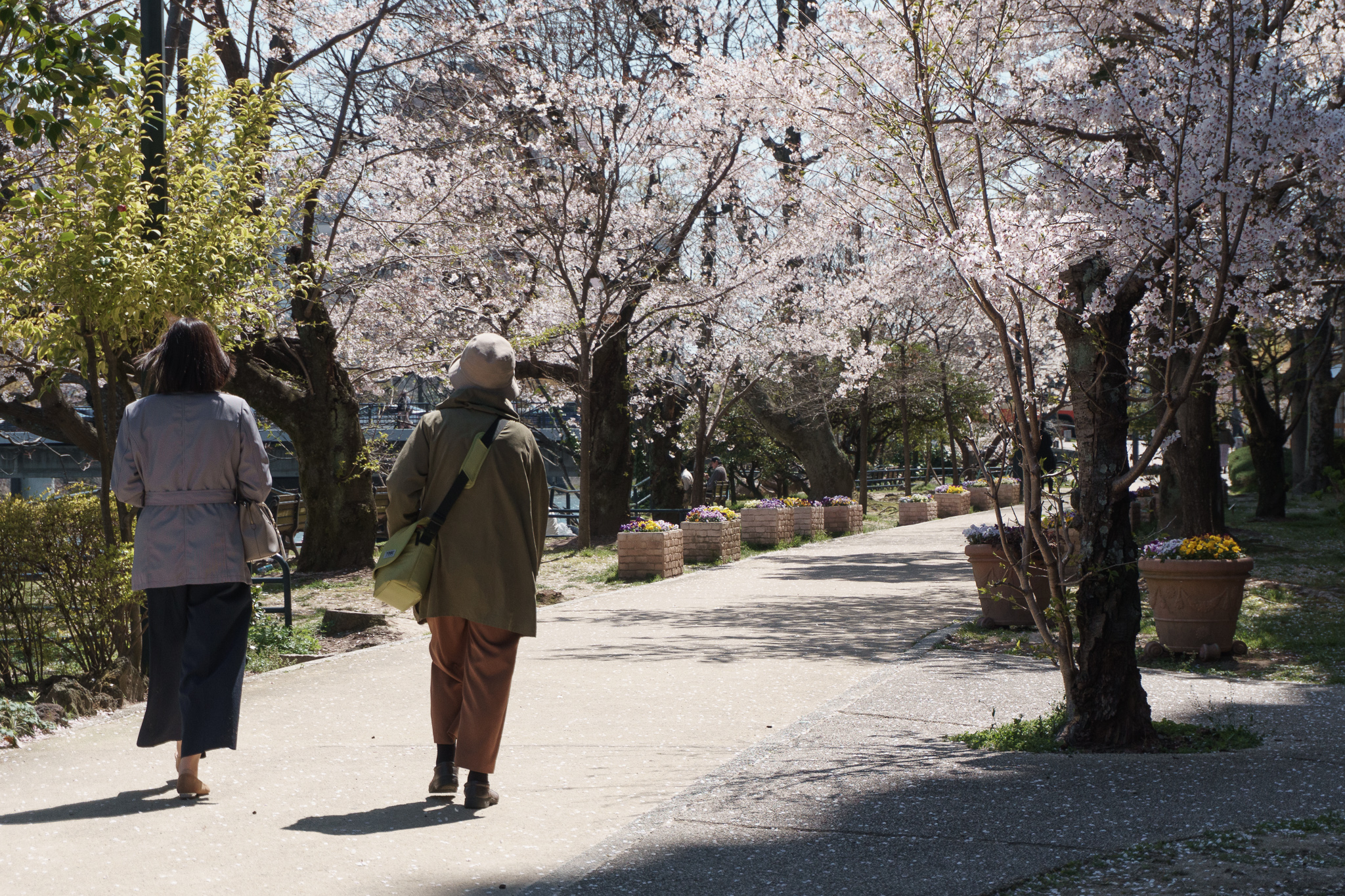 京橋川沿いの桜は散り始めていた