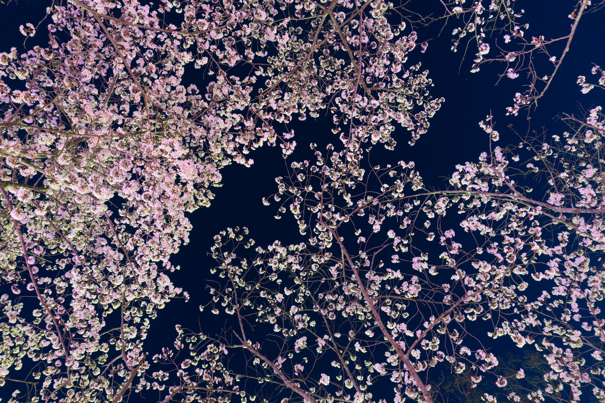 昨日の夜桜