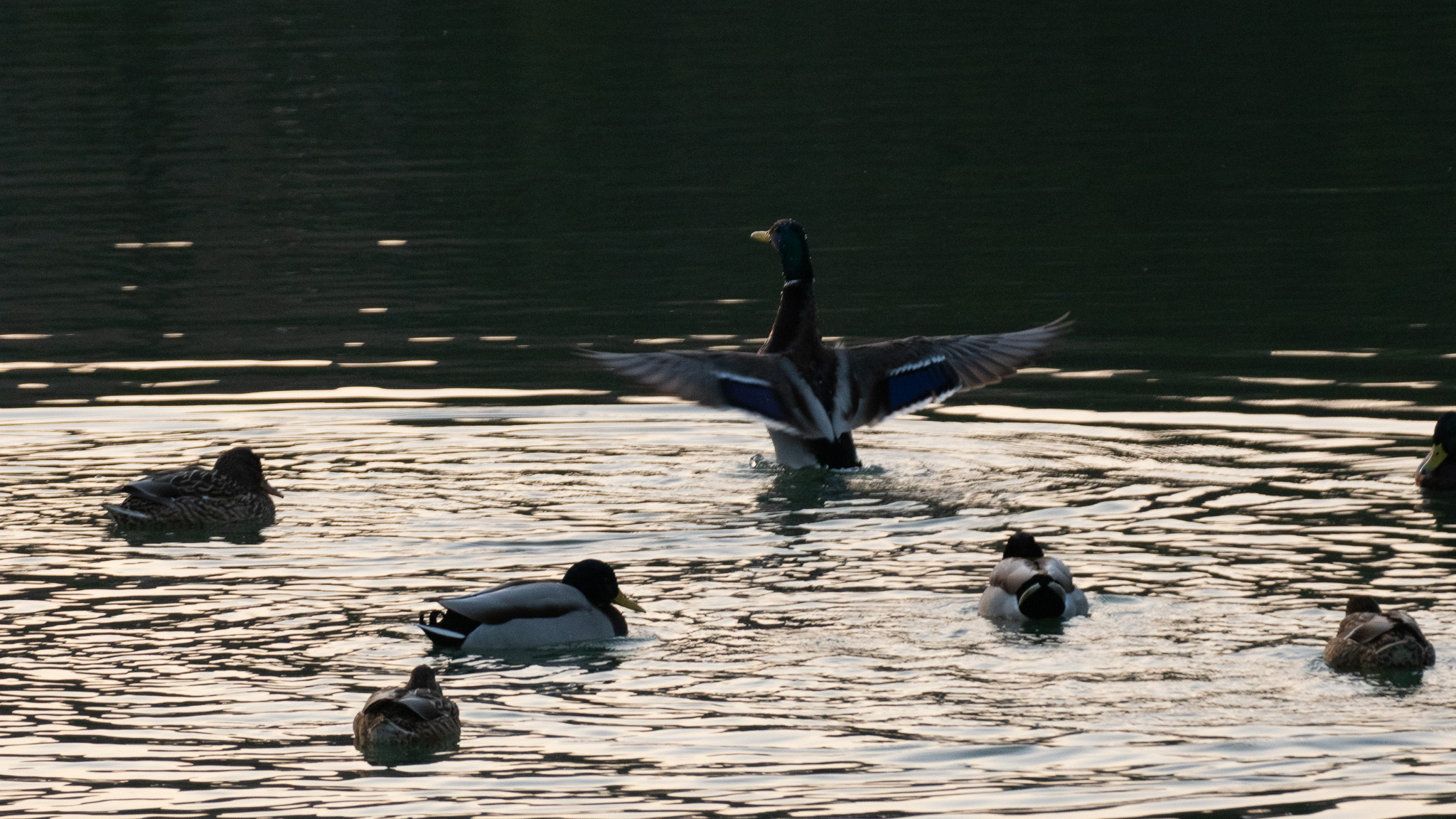鏡山公園の水鳥たち