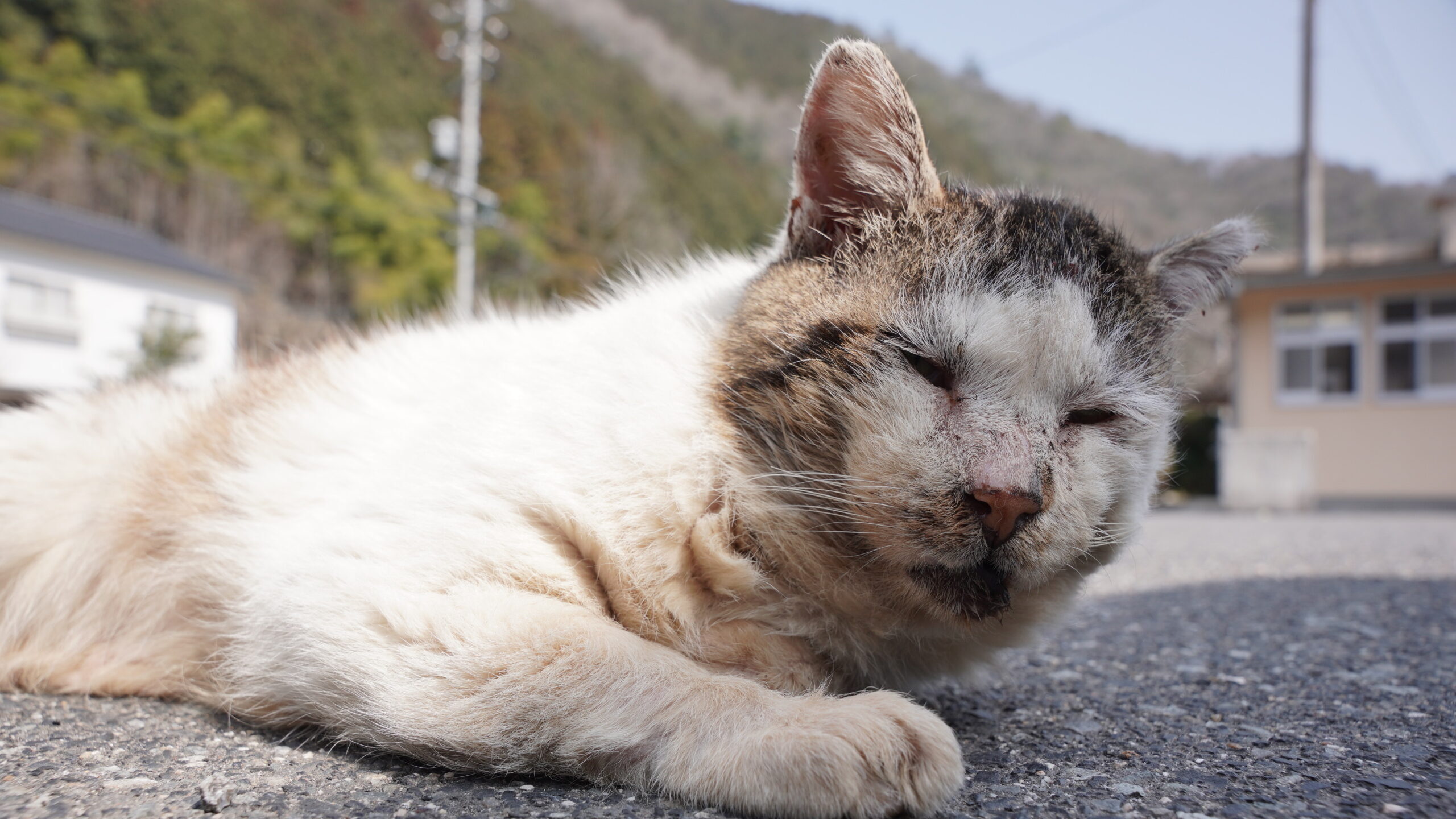 ボロボロになっても生きていた安野駅の猫