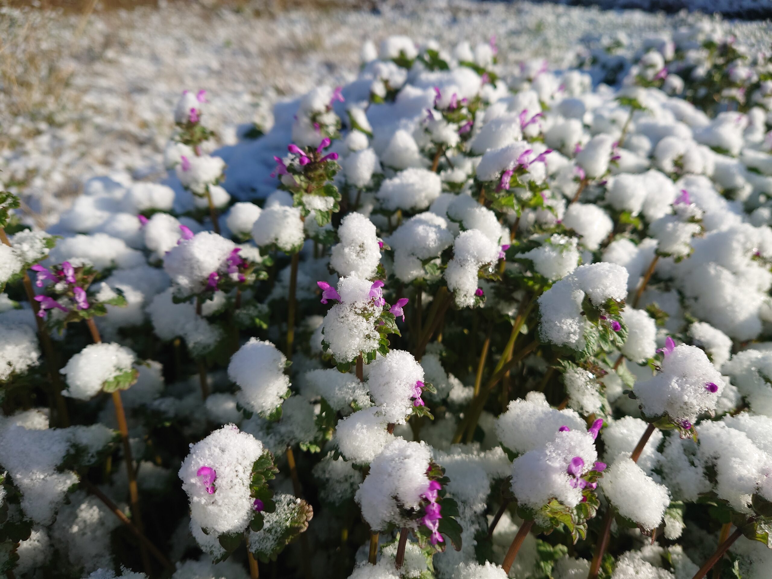 雪の中に咲くホトケノザ