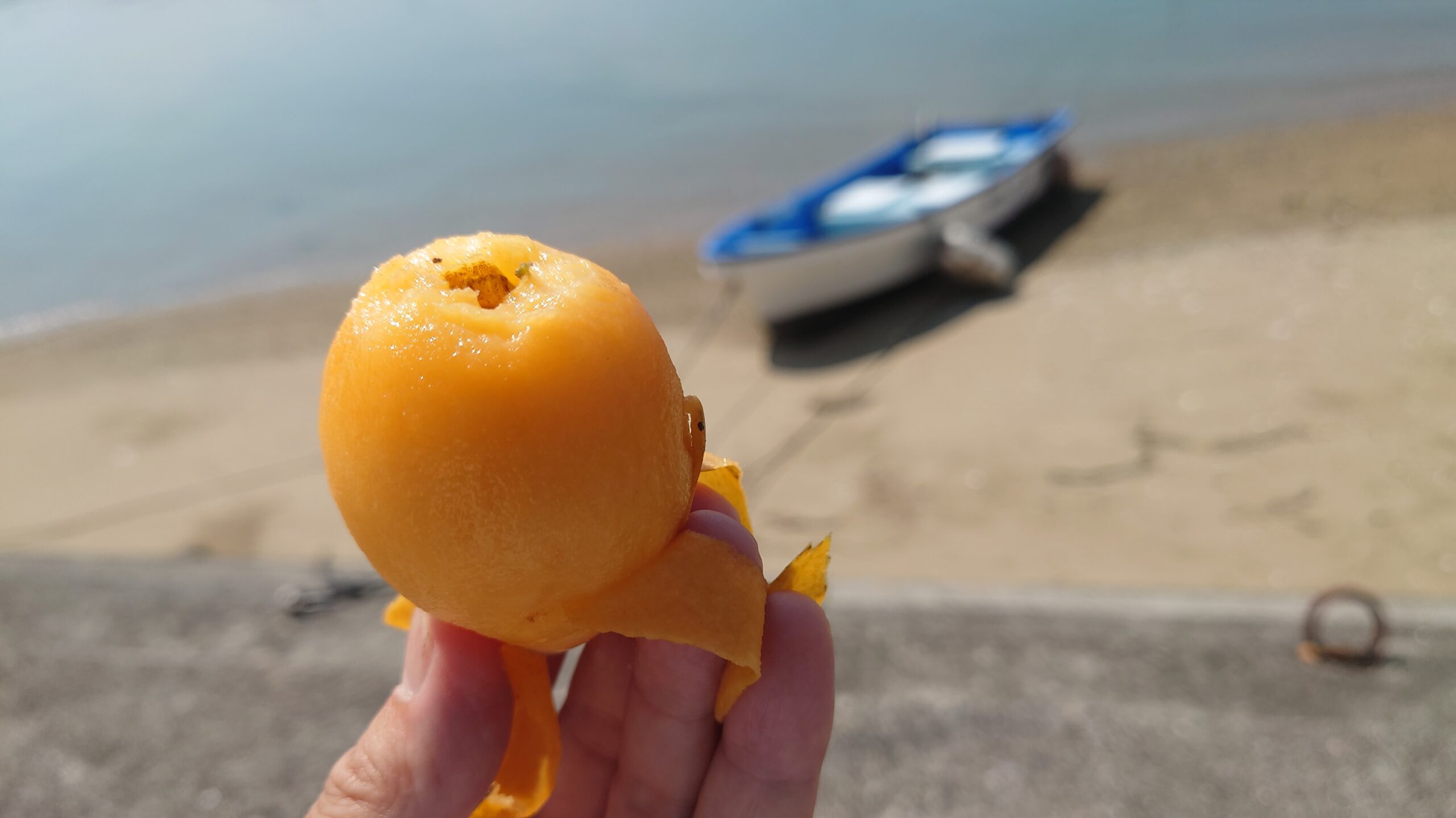 大芝島のビワ