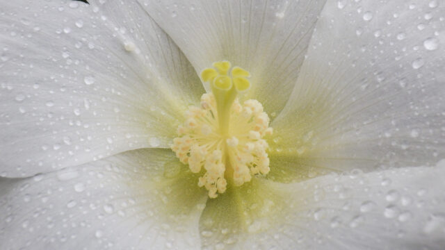 日暮れ近くなると酔って赤くなる花