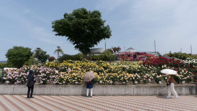 花は太陽の下で咲くのが美しいのだ